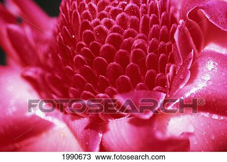 Hawaii, Maui, Extreme Close-Up Of Pink Torch Ginger Blossom, Shiny And Wet With Dew, Detail View Large Photo Image Stock Image - Hawaii, Maui, Extreme Close-Up Of Pink Torch Ginger Blossom, Shiny And Wet With Dew, Detail. Fotosearch