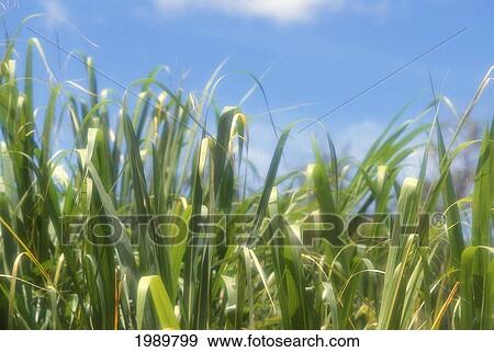 Stock Photo - Hawaii, Maui, Extreme Close-Up Of Sugar Cane In Sunlight, Soft Focus. Fotosearch