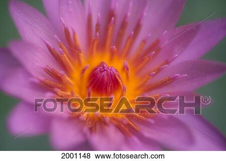 Stock Photo - Hawaii, Maui, Extreme Close-Up Pink Lily Blossom With Yellow Center, Detail. Fotosearch
