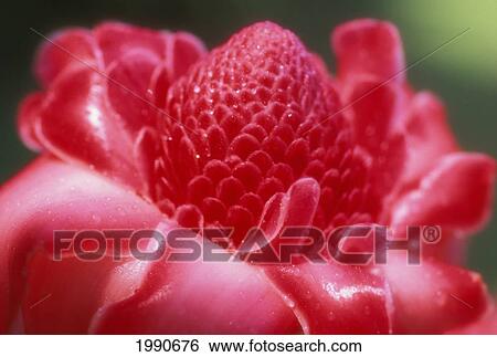 Stock Photograph - Hawaii, Maui, Extreme Close-Up Pink Torch Ginger Blossom, Outdoor Dewdrops Shiny Petals Wet. Fotosearch