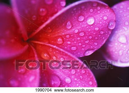 Picture - Hawaii, Maui, Extreme Close-Up Purple Pink Plumeria Blossom Water Droplets Aka Frangipani. Fotosearch