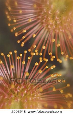 Hawaii, Maui, Extreme Close-Up Yellow Pin Cushion Protea Detail Of Plant Blossoms View Large Photo Image Stock Photo - Hawaii, Maui, Extreme Close-Up Yellow Pin Cushion Protea Detail Of Plant Blossoms. Fotosearch