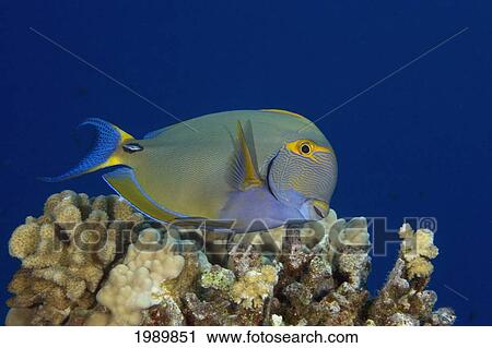 Stock Image - Hawaii, Maui, Eyestripe Surgeonfish (Acanthurus Dussumieri).. Fotosearch