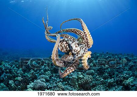 Hawaii, Maui, Female Octopus (Cephalopod) Swims Freely Underwater. View Large Photo Image Stock Image - Hawaii, Maui, Female Octopus (Cephalopod) Swims Freely Underwater.. Fotosearch