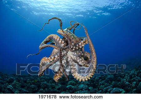 Stock Photo - Hawaii, Maui, Female Octopus (Cephalopod) Swims Freely Underwater, Tentacles Tangled.. Fotosearch