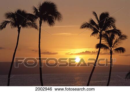 Stock Photograph - Hawaii, Maui, Four Palm Trees Silhouetted Along Shoreline, Ocean At Sunset With Lanai Background. Fotosearch