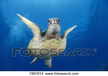 Picture - Hawaii, Maui, Front View Of Green Sea Turtle Midwater (Chelonia Mydas) A77A. Fotosearch