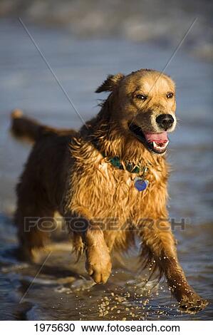 Hawaii, Maui, Golden Retriever Playing At The Beach. View Large Photo Image Stock Image - Hawaii, Maui, Golden Retriever Playing At The Beach.. Fotosearch