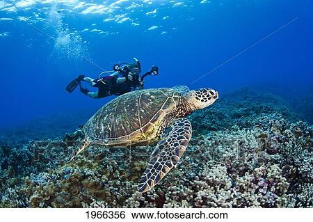 Stock Photograph - Hawaii, Maui, Green Sea Turtle Honu (Chelonia Mydas) Just Above Coral Reef, Free Diver With Camera In Background.. Fotosearch