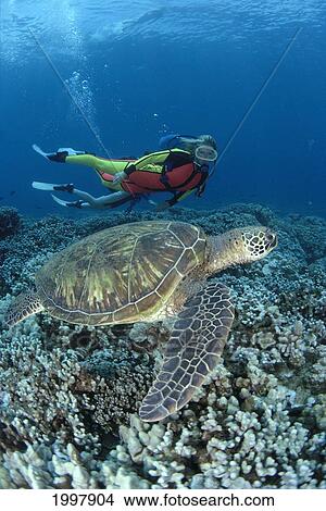 Picture - Hawaii, Maui, Green Sea Turtle Over Reef, Divers Swim Background (Chelonia Mydas) A77B. Fotosearch