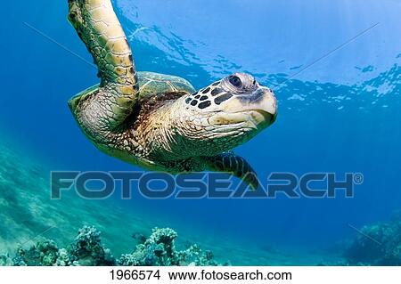 Hawaii, Maui, Green Sea Turtle (Chelonia Mydas) Honu Over Ocean Reef. View Large Photo Image Picture - Hawaii, Maui, Green Sea Turtle (Chelonia Mydas) Honu Over Ocean Reef.. Fotosearch