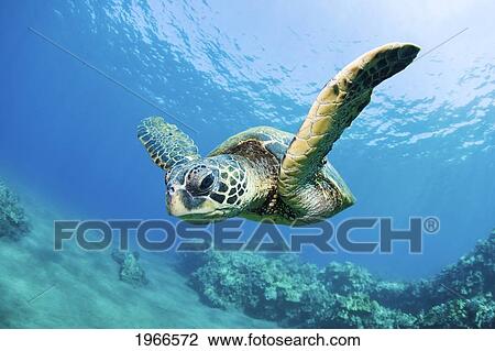 Hawaii, Maui, Green Sea Turtle (Chelonia Mydas) Honu Over Ocean Reef. View Large Photo Image Stock Image - Hawaii, Maui, Green Sea Turtle (Chelonia Mydas) Honu Over Ocean Reef.. Fotosearch