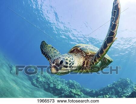 Hawaii, Maui, Green Sea Turtle (Chelonia Mydas) Honu Over Ocean Reef. View Large Photo Image Stock Image - Hawaii, Maui, Green Sea Turtle (Chelonia Mydas) Honu Over Ocean Reef.. Fotosearch