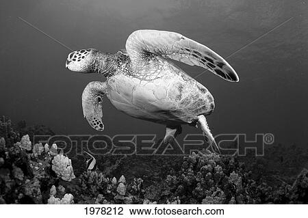 Hawaii, Maui, Green Sea Turtle (Chelonia Mydas) Swimming Over Coral Reef (Black And White Photograph). View Large Photo Image Stock Image - Hawaii, Maui, Green Sea Turtle (Chelonia Mydas) Swimming Over Coral Reef (Black And White Photograph).. Fotosearch