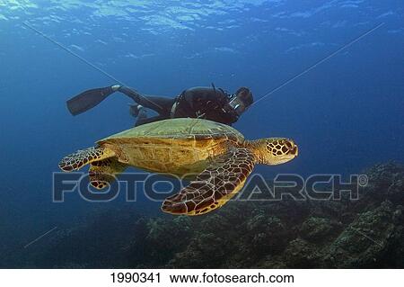 Stock Image - Hawaii, Maui, Green Sea Turtle, Chelonia Mydas, With Diver. Fotosearch