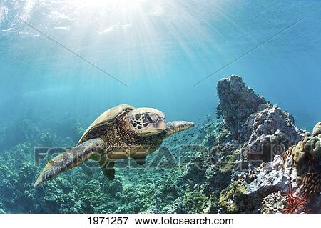 Hawaii, Maui, Green Sea Turtle (Chelonia Mydas) Over Coral Reef, Sun Rays. View Large Photo Image Stock Photo - Hawaii, Maui, Green Sea Turtle (Chelonia Mydas) Over Coral Reef, Sun Rays.. Fotosearch