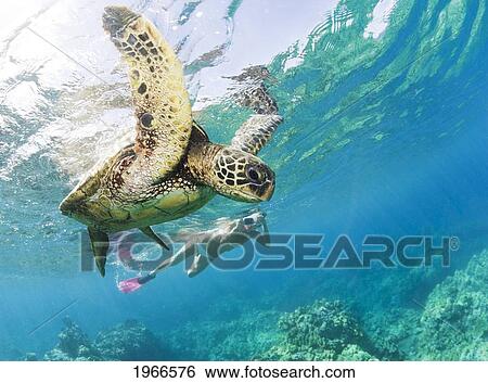 Stock Photograph - Hawaii, Maui, Green Sea Turtle (Chelonia Mydas) Honu And Free Diver.. Fotosearch