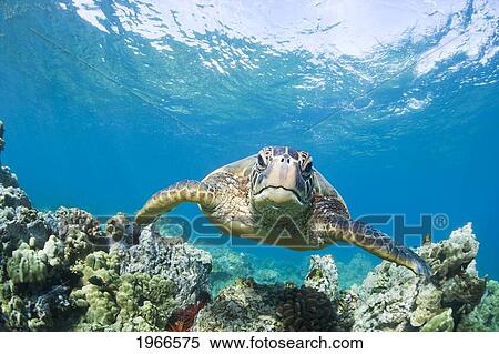 Stock Photography - Hawaii, Maui, Green Sea Turtle (Chelonia Mydas) Honu Over Coral Reef.. Fotosearch