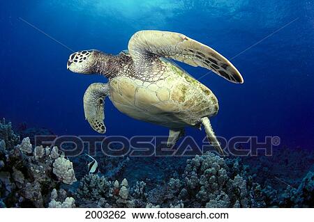 Hawaii, Maui, Green Sea Turtle Swimming Over Coral Reef, Sunlight Shining Through Surface (Chelonia Mydas) View Large Photo Image Stock Image - Hawaii, Maui, Green Sea Turtle Swimming Over Coral Reef, Sunlight Shining Through Surface (Chelonia Mydas). Fotosearch