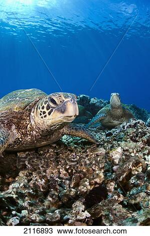 Stock Image - Hawaii, Maui, Green sea turtles (Chelonia mydas) rest on an off shore reef.. Fotosearch