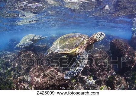 Hawaii, Maui, Green sea turtles (Chelonia mydas) search the shallows for alge to feed on. View Large Photo Image Stock Photo - Hawaii, Maui, Green sea turtles (Chelonia mydas) search the shallows for alge to feed on.. Fotosearch