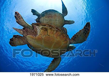 Stock Photography - Hawaii, Maui, Green Sea Turtles (Chelonia Mydas), An Endangered Species, In A Holding Pattern. Fotosearch