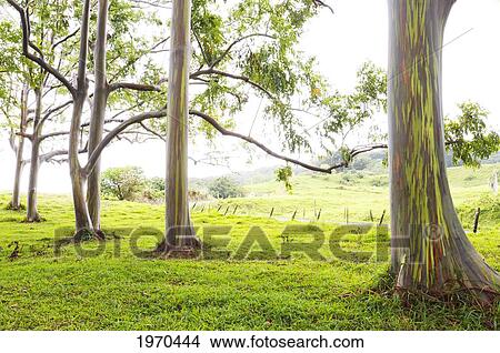 Picture - Hawaii, Maui, Haiku, Beautiful Rainbow Eucalyptus Trees Along The Road To Hana. Fotosearch