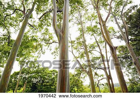 Stock Image - Hawaii, Maui, Haiku, Beautiful Rainbow Eucalyptus Trees Along The Road To Hana. Fotosearch