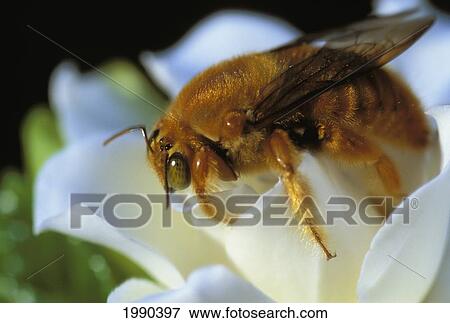 Stock Photo - Hawaii, Maui, Haiku, Close-Up Detail Of Golden Bee On White Gardenia. Fotosearch