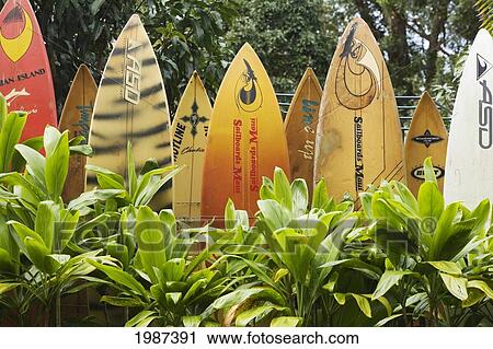 Hawaii, Maui, Haiku, Fence Made Out Of Surfboards. View Large Photo Image Stock Image - Hawaii, Maui, Haiku, Fence Made Out Of Surfboards.. Fotosearch