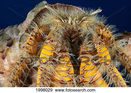 Hawaii, Maui, Hairy Hermit Crab (Aniculus Maximus) Close-Up Detail Front View A89E View Large Photo Image Stock Photo - Hawaii, Maui, Hairy Hermit Crab (Aniculus Maximus) Close-Up Detail Front View A89E. Fotosearch