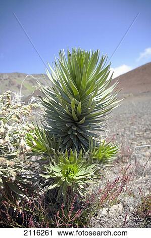 Hawaii, Maui, Haleakala, A close up view of a healthy silversword. View Large Photo Image Stock Image - Hawaii, Maui, Haleakala, A close up view of a healthy silversword.. Fotosearch