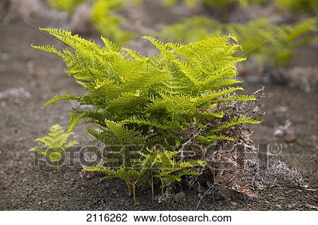 Hawaii, Maui, Haleakala, A close up view of a green fern on the crater floor. View Large Photo Image Stock Image - Hawaii, Maui, Haleakala, A close up view of a green fern on the crater floor.. Fotosearch