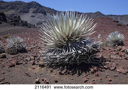 Stock Image - Hawaii, Maui, Haleakala, A close up view of a healthy silversword.. Fotosearch