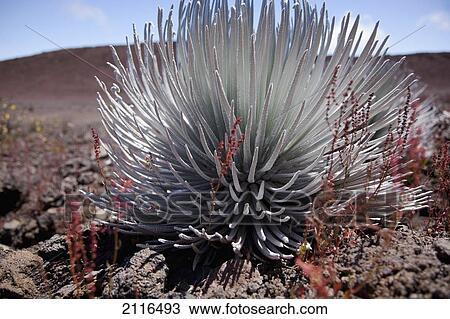 Hawaii, Maui, Haleakala, A close up view of a healthy silversword. View Large Photo Image Stock Image - Hawaii, Maui, Haleakala, A close up view of a healthy silversword.. Fotosearch