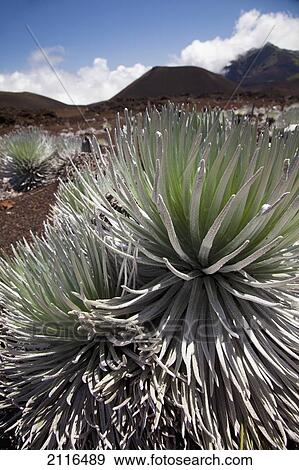 Hawaii, Maui, Haleakala, A close up view of a healthy silversword. View Large Photo Image Stock Photo - Hawaii, Maui, Haleakala, A close up view of a healthy silversword.. Fotosearch