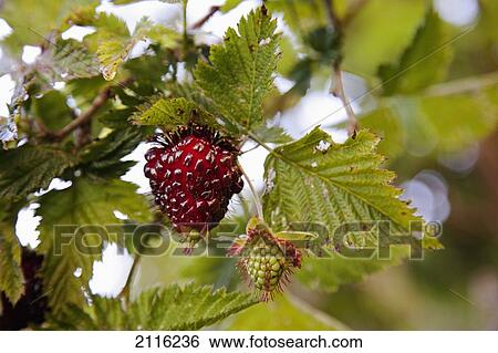 Stock Photograph - Hawaii, Maui, Haleakala, A close up view of large wild raspberry.. Fotosearch
