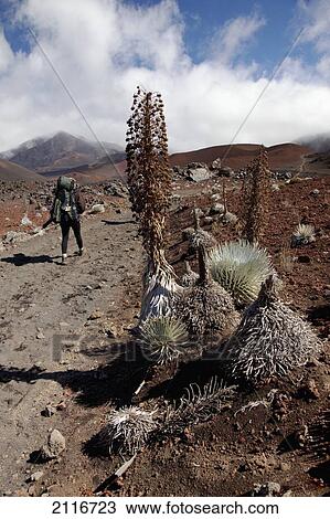 Stock Image - Hawaii, Maui, Haleakala, A hiker on Sliding Sands Trail.. Fotosearch