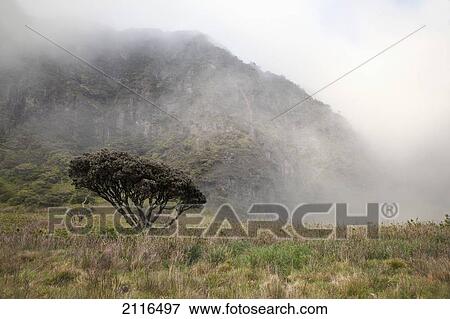 Stock Photo - Hawaii, Maui, Haleakala, A lone tree among the cloudy Paliku Cliffs.. Fotosearch