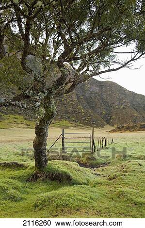 Stock Image - Hawaii, Maui, Haleakala, A lush horse pasture at Paliku.. Fotosearch