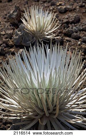 Hawaii, Maui, Haleakala, a Silversword plant growing along the trail of the crater. View Large Photo Image Picture - Hawaii, Maui, Haleakala, a Silversword plant growing along the trail of the crater.. Fotosearch