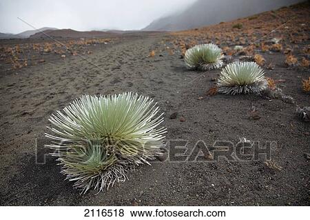 Hawaii, Maui, Haleakala, A Silversword plant growing along the trail of the crater. View Large Photo Image Stock Photo - Hawaii, Maui, Haleakala, A Silversword plant growing along the trail of the crater.. Fotosearch