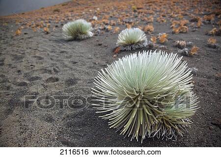 Stock Photograph - Hawaii, Maui, Haleakala, a Silversword plant growing along the trail of the crater.. Fotosearch