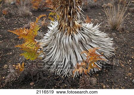 Stock Photo - Hawaii, Maui, Haleakala, An old Silversword plant.. Fotosearch
