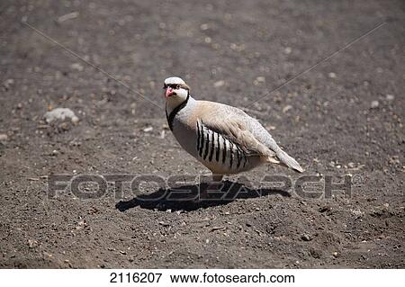 Stock Photo - Hawaii, Maui, Haleakala, Chukar Partridge on the Crater floor.. Fotosearch