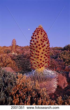Hawaii, Maui, Haleakala Crater Full View Silversword In Bloom At Twilight Full Moon Sky View Large Photo Image Stock Image - Hawaii, Maui, Haleakala Crater Full View Silversword In Bloom At Twilight Full Moon Sky. Fotosearch