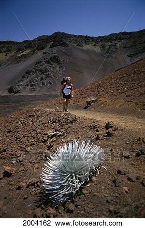 Hawaii, Maui, Haleakala Crater, Man Hike Along Sliding Sands Trail With Silversword View Large Photo Image Stock Image - Hawaii, Maui, Haleakala Crater, Man Hike Along Sliding Sands Trail With Silversword. Fotosearch