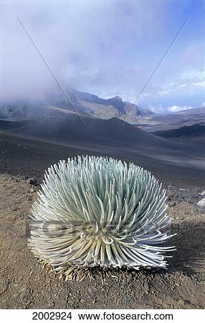 Picture - Hawaii, Maui, Haleakala Crater, Silversword Plant, Endemic (Argyroxiphium Sandwicense). Fotosearch