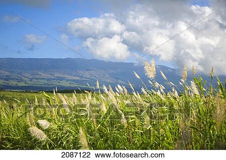Hawaii, Maui, Haleakala in the distance, sugar cane field View Large Photo Image Stock Image - Hawaii, Maui, Haleakala in the distance, sugar cane field. Fotosearch
