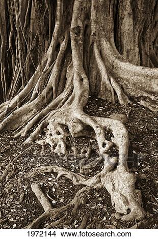 Picture - Hawaii, Maui, Haleakala National Park, Close Up Of A Banyan Tree's Roots.. Fotosearch
